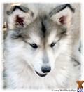 wolf dog puppy posted by Wolf Husky Pups